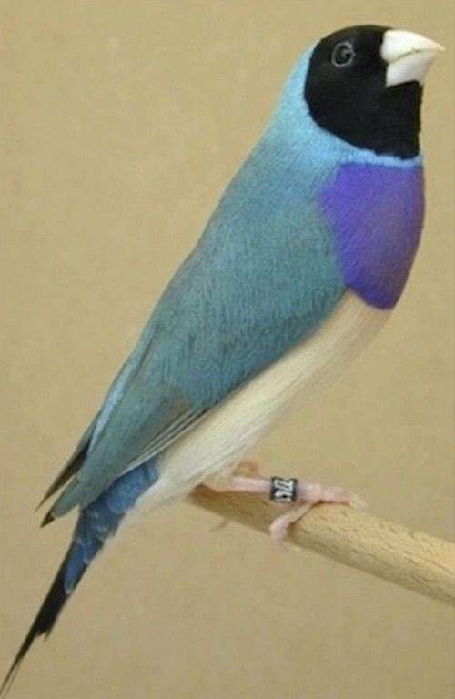 blue back gouldian finch