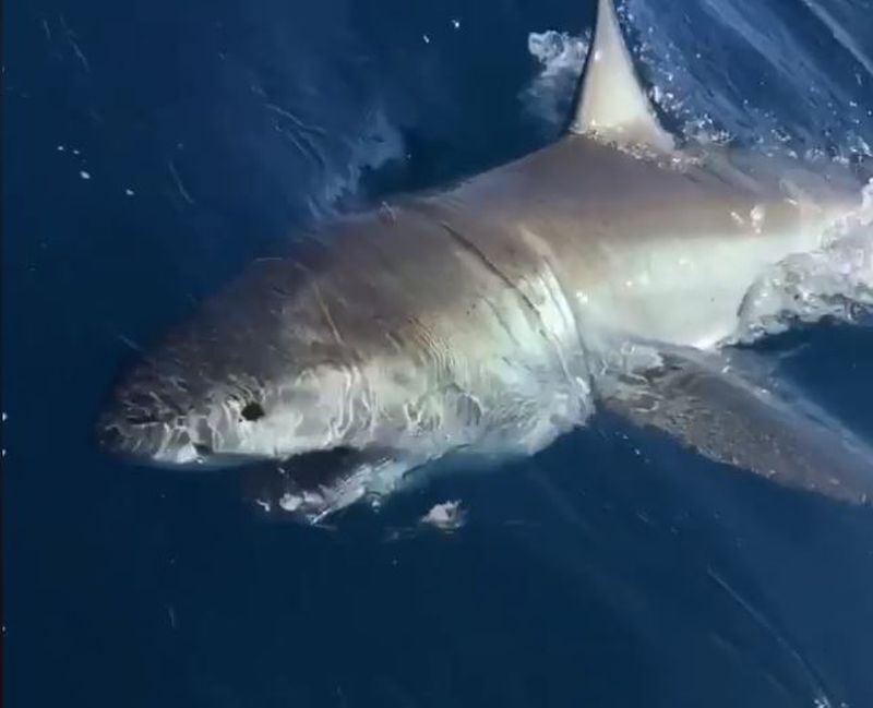 great white shark caught