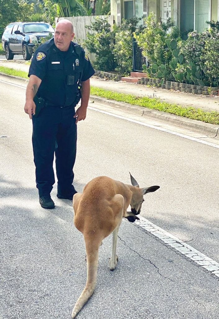 kangaroo captured in Fort Lauderdal